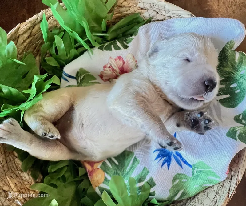 Pink Collar- Blossom – Golden Retriever puppy for sale in Ingleside, TX