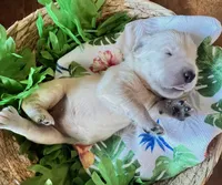 Pink Collar- Blossom, a female Golden Retriever for sale in Ingleside, TX – 1 of 2