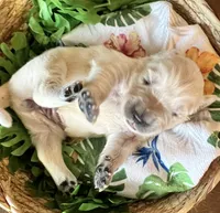 White Collar-Pearl, a female Golden Retriever for sale in Ingleside, TX – 1 of 4