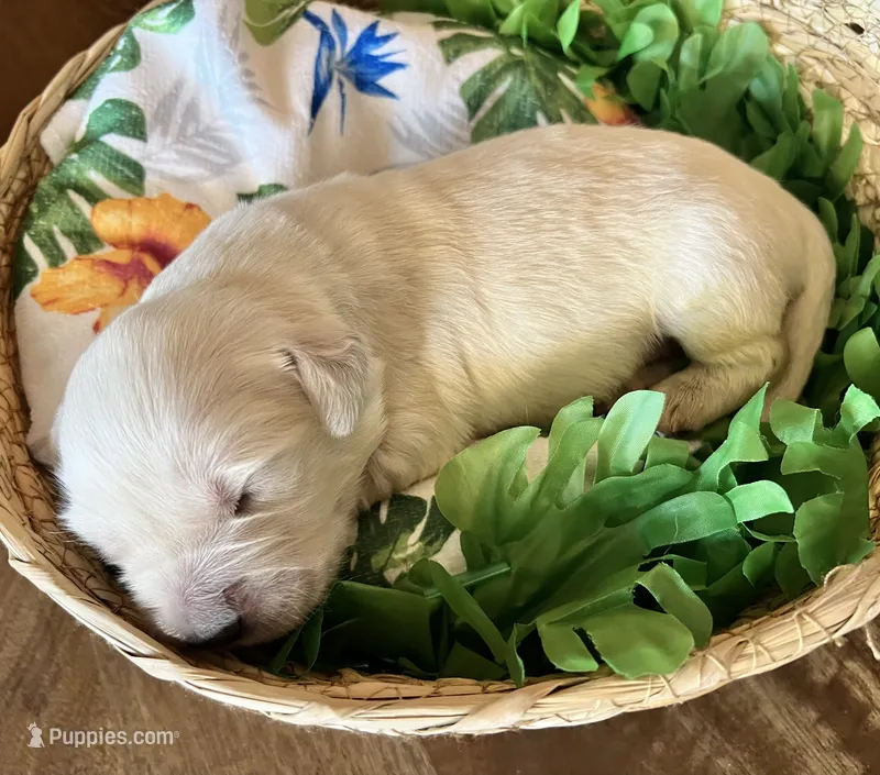 Green Collar- Reef – Golden Retriever puppy for sale in Ingleside, TX