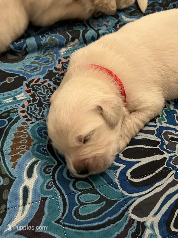 Red Collar- Kai – Golden Retriever puppy for sale in Ingleside, TX