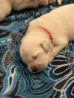 Red Collar- Kai, a male Golden Retriever for sale in Ingleside, TX – 1 of 3