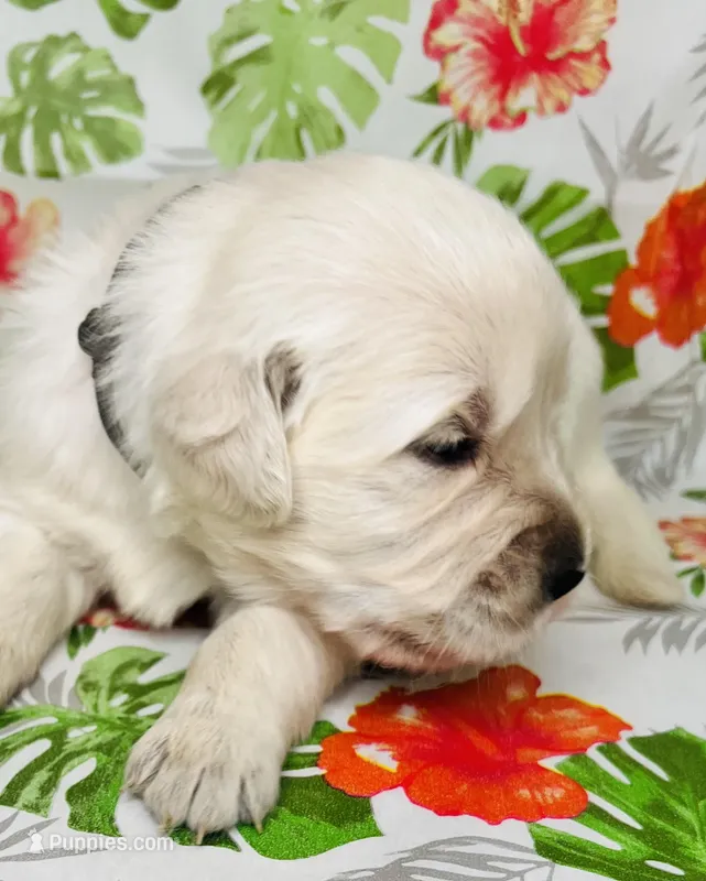 Grey Collar- Misty – Golden Retriever puppy for sale in Ingleside, TX
