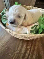White Collar-Pearl, a female Golden Retriever for sale in Ingleside, TX – 2 of 4
