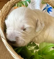 Green Collar- Reef, a male Golden Retriever for sale in Ingleside, TX – 2 of 2