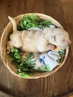 Yellow Collar-Goldie, a female Golden Retriever for sale in Ingleside, TX – 2 of 2
