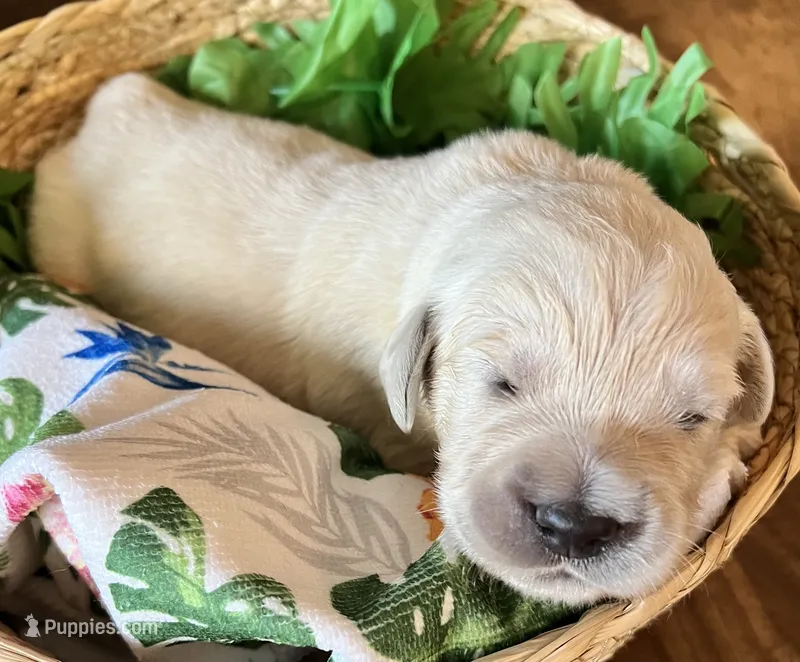 Teal- Lani – Golden Retriever puppy for sale in Ingleside, TX