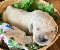 Teal- Lani, a female Golden Retriever for sale in Ingleside, TX – 1 of 3