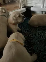 Orange Collar- Maya, a female Golden Retriever for sale in Ingleside, TX – 2 of 3