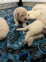 Lime Collar- Jade, a female Golden Retriever for sale in Ingleside, TX – 2 of 4