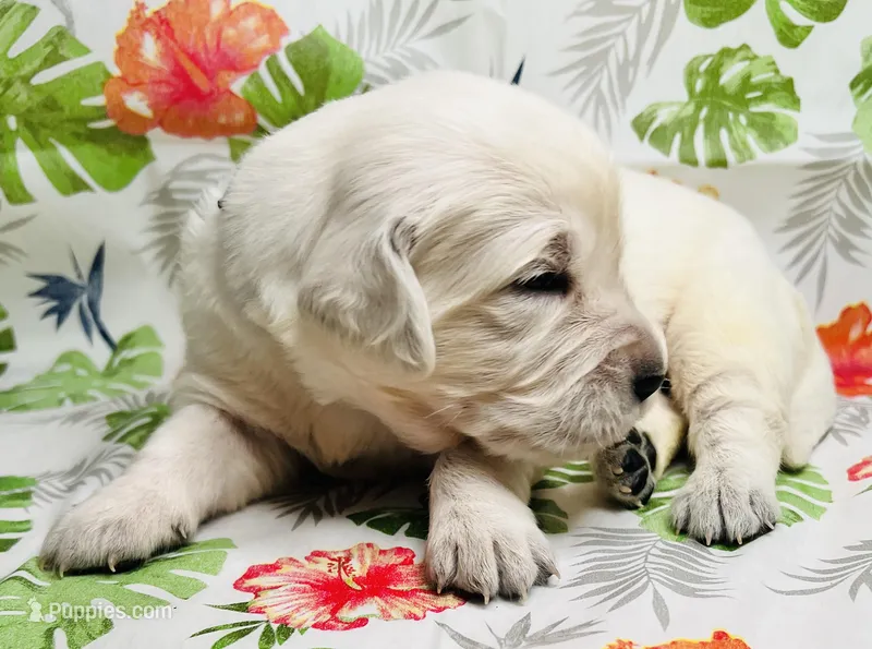 Blue Collar- Kona – Golden Retriever puppy for sale in Ingleside, TX