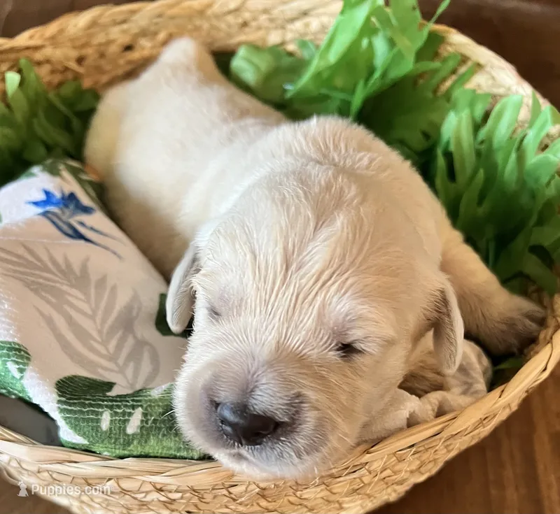 Violet- Purple Collar – Golden Retriever puppy for sale in Ingleside, TX
