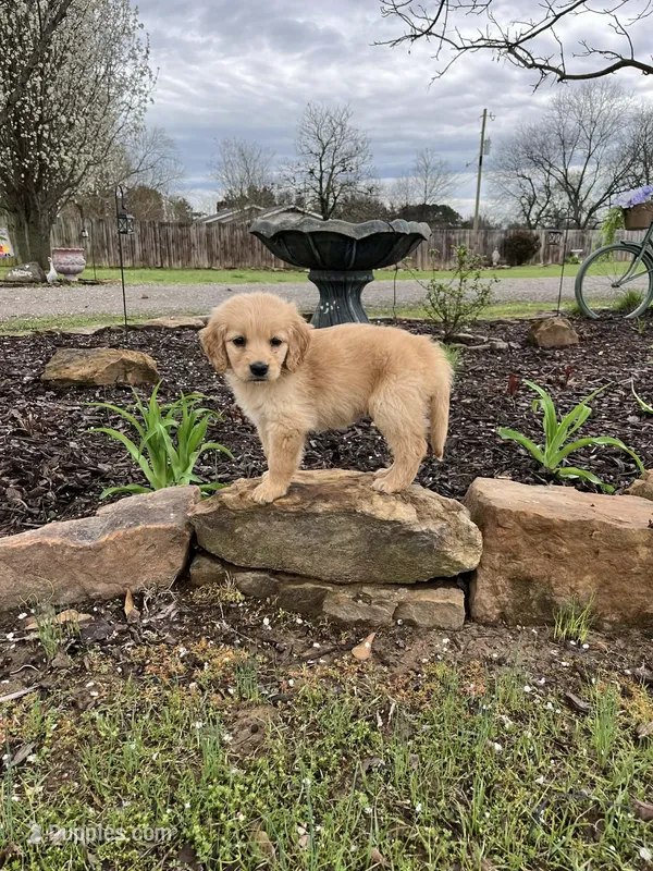 Atticus – Golden Retriever puppy for sale in Clarksville, AR