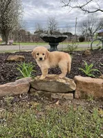 Atticus, a male Golden Retriever for sale in Clarksville, AR – Photo 1 of 10