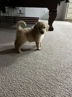 Atticus, a male Golden Retriever for sale in Clarksville, AR – Photo 5 of 10