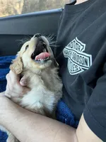 Atticus, a male Golden Retriever for sale in Clarksville, AR – Photo 4 of 10