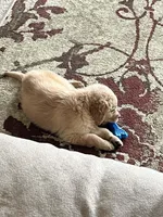 Atticus, a male Golden Retriever for sale in Clarksville, AR – Photo 6 of 10