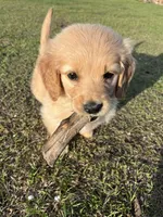 Atticus, a male Golden Retriever for sale in Clarksville, AR – Photo 2 of 10