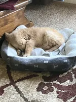 Atticus, a male Golden Retriever for sale in Clarksville, AR – Photo 9 of 10