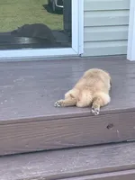 Atticus, a male Golden Retriever for sale in Clarksville, AR – Photo 10 of 10