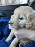 Atticus, a male Golden Retriever for sale in Clarksville, AR – Photo 7 of 10