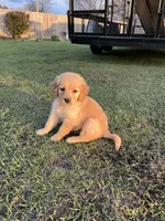 Atticus, a male Golden Retriever for sale in Clarksville, AR – Photo 3 of 10
