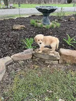 Atticus, a male Golden Retriever for sale in Clarksville, AR – Photo 8 of 10