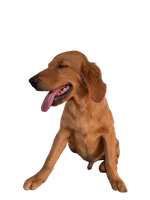 Oakley, a male Golden Retriever for sale in Norco, CA – 4 of 5