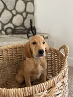 Boe , a male Golden Retriever for sale in Norco, CA – 3 of 3