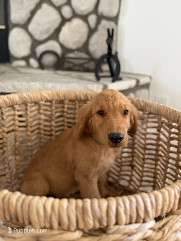 Bodhi – Golden Retriever puppy for sale in Norco, CA