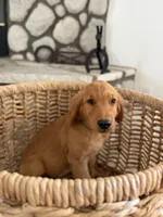 Bodhi, a male Golden Retriever for sale in Norco, CA – 1 of 4