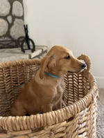 Boe , a male Golden Retriever for sale in Norco, CA – 2 of 3
