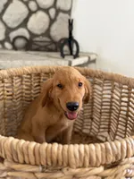 Bodhi, a male Golden Retriever for sale in Norco, CA – 3 of 4