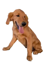 Oakley, a male Golden Retriever for sale in Norco, CA – 3 of 5