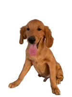 Oakley, a male Golden Retriever for sale in Norco, CA – 5 of 5