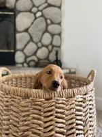 Nova, a female Golden Retriever for sale in Norco, CA – 3 of 4