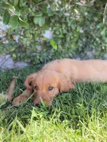 Boe, a male Golden Retriever for sale in Norco, CA – 2 of 2