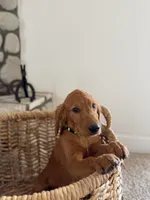 Scout, a female Golden Retriever for sale in Norco, CA – 3 of 6
