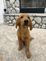 Summer, a female Golden Retriever for sale in Norco, CA – 5 of 6