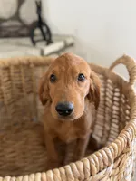 Scout, a female Golden Retriever for sale in Norco, CA – 4 of 6