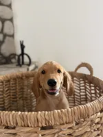 Kai, a female Golden Retriever for sale in Norco, CA – 5 of 6
