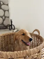 Kai, a female Golden Retriever for sale in Norco, CA – 4 of 6