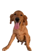 Oakley, a male Golden Retriever for sale in Norco, CA – 2 of 5