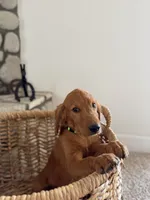 Scout, a female Golden Retriever for sale in Norco, CA – 5 of 6