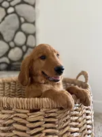 Rocky, a male Golden Retriever for sale in Norco, CA – 8 of 9