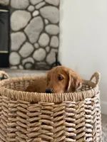 Rocky, a male Golden Retriever for sale in Norco, CA – 9 of 9