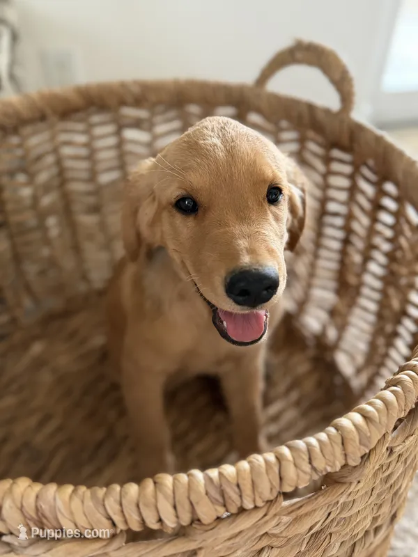 Kai – Golden Retriever puppy for sale in Norco, CA