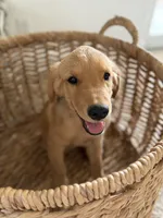Kai, a female Golden Retriever for sale in Norco, CA – 1 of 6