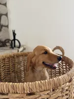 Kai, a female Golden Retriever for sale in Norco, CA – 3 of 6