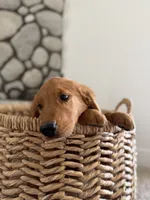 Rocky, a male Golden Retriever for sale in Norco, CA – 7 of 9